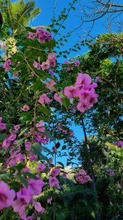 2024-01-GranCan-Jardin_de_la_Marquesa-035.jpg